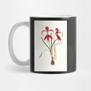 Aztec lilies - Sprekelia formosissima  - botanical illustration Mug